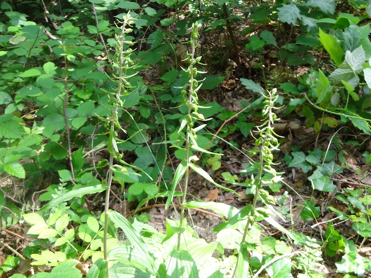 Epipactis helleborine subsp. helleborine (Orchidaceae)